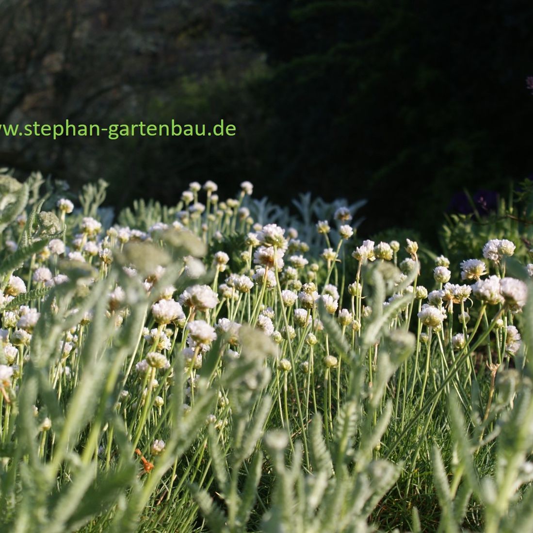 Winfried Stephan Garten- und Landschaftsbau GmbH